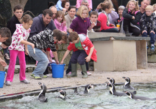 Penguin-Feeding-Paradise-Park-Hayle-Cornwall