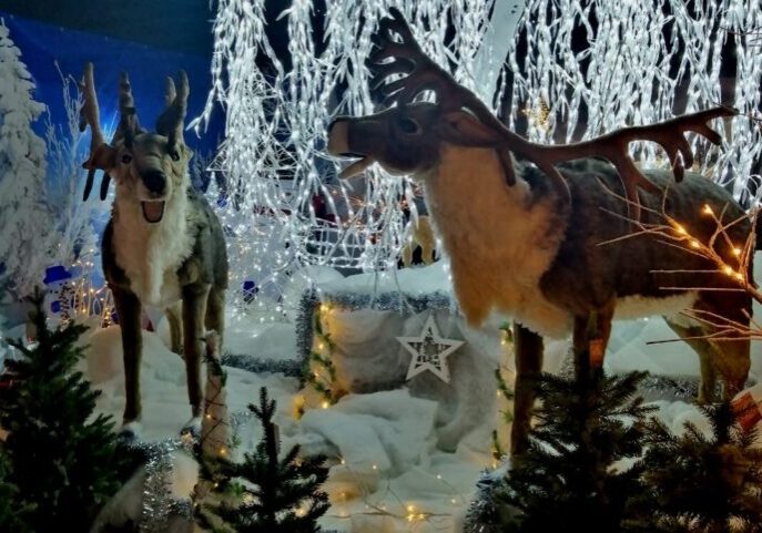 Singing reindeer in grotto