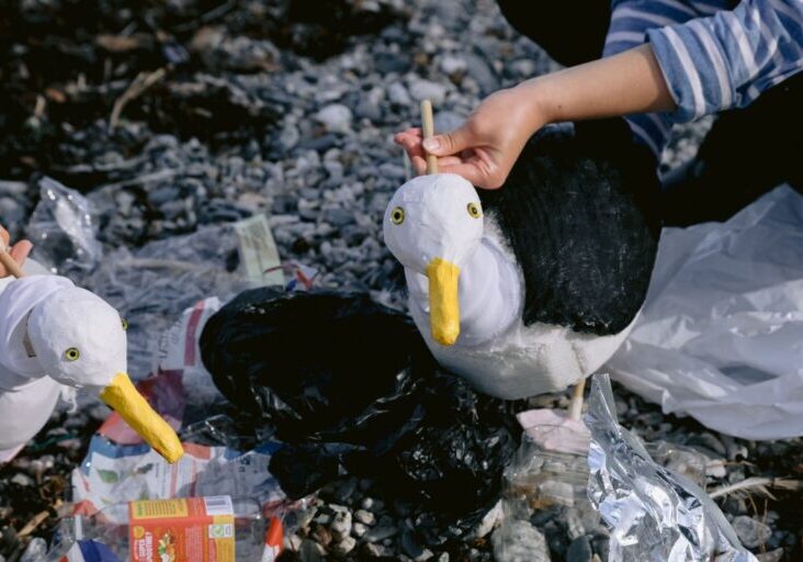 seagulls-plastic-pollution-web
